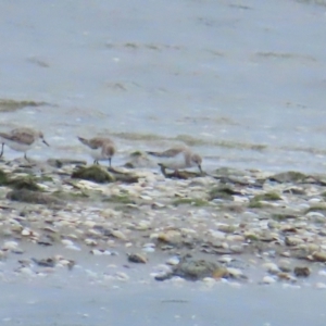 Calidris ruficollis at Point Wilson, VIC - 28 Dec 2022 01:20 PM