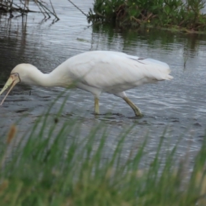 Platalea flavipes at Point Wilson, VIC - 28 Dec 2022 10:27 AM