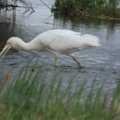 Platalea flavipes (Yellow-billed Spoonbill) at Point Wilson, VIC - 27 Dec 2022 by TomW