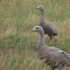 Cereopsis novaehollandiae (Cape Barren Goose) at Point Wilson, VIC - 28 Dec 2022 by TomW