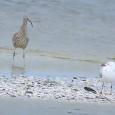 Numenius madagascariensis (Eastern Curlew) at Point Wilson, VIC - 28 Dec 2022 by BenW