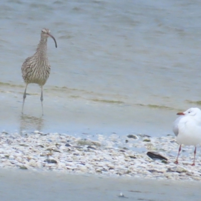 Numenius madagascariensis (Eastern Curlew) at Point Wilson, VIC - 28 Dec 2022 by TomW