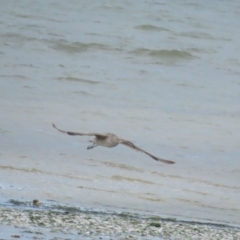 Numenius madagascariensis at Point Wilson, VIC - 28 Dec 2022 01:37 PM