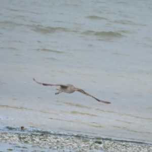 Numenius madagascariensis at Point Wilson, VIC - 28 Dec 2022