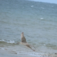 Numenius madagascariensis at Point Wilson, VIC - 28 Dec 2022