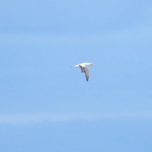 Morus serrator at Cocoroc, VIC - 28 Dec 2022 12:22 PM