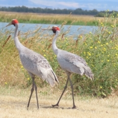 Grus rubicunda (Brolga) at Point Wilson, VIC - 28 Dec 2022 by BenW