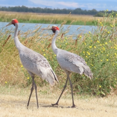 Grus rubicunda (Brolga) at Point Wilson, VIC - 28 Dec 2022 by TomW