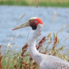 Grus rubicunda at Point Wilson, VIC - 28 Dec 2022 11:33 AM