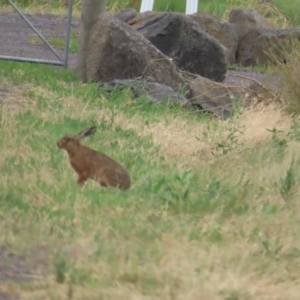 Lepus capensis at Point Wilson, VIC - 28 Dec 2022