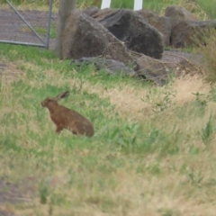 Lepus capensis (Brown Hare) at Point Wilson, VIC - 27 Dec 2022 by TomW
