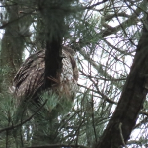 Ninox strenua at Warranwood, VIC - 29 Dec 2022