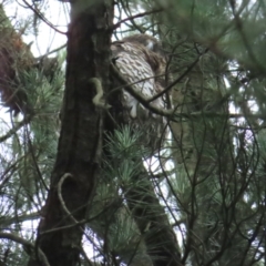 Ninox strenua at Warranwood, VIC - 29 Dec 2022