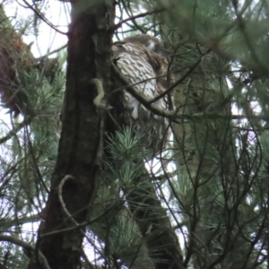 Ninox strenua at Warranwood, VIC - suppressed