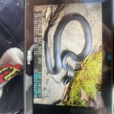 Cryptophis nigrescens (Eastern Small-eyed Snake) at Namadgi National Park - 11 Jan 2023 by BrianHerps