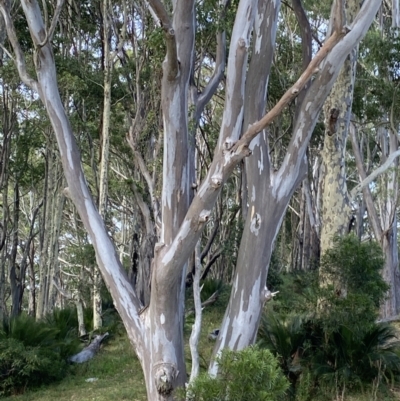 Eucalyptus tereticornis (Forest Red Gum) at Long Beach, NSW - 11 Jan 2023 by natureguy