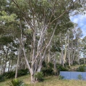 Eucalyptus tereticornis at Long Beach, NSW - 12 Jan 2023