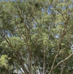 Eucalyptus tereticornis at Long Beach, NSW - 12 Jan 2023