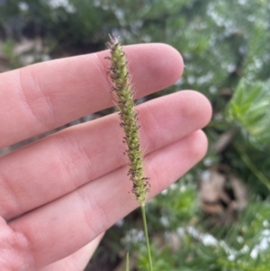 Setaria parviflora at Long Beach, NSW - 11 Jan 2023