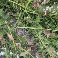 Setaria parviflora at Long Beach, NSW - 11 Jan 2023