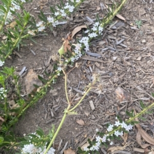 Sonchus asper at Long Beach, NSW - 11 Jan 2023