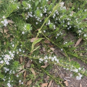 Sonchus asper at Long Beach, NSW - 11 Jan 2023