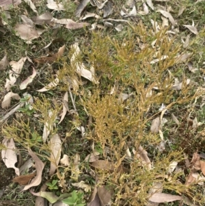 Centaurium erythraea at Long Beach, NSW - 11 Jan 2023