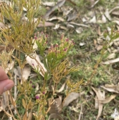 Centaurium erythraea at Long Beach, NSW - 11 Jan 2023 04:50 PM