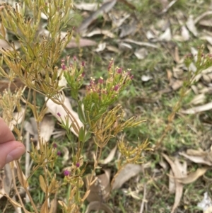 Centaurium erythraea at Long Beach, NSW - 11 Jan 2023 04:50 PM