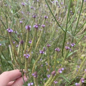 Verbena caracasana at Long Beach, NSW - 11 Jan 2023