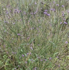 Verbena caracasana at Long Beach, NSW - 11 Jan 2023