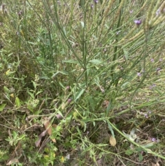 Verbena caracasana at Long Beach, NSW - 11 Jan 2023 04:49 PM