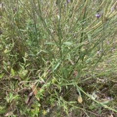 Verbena caracasana at Long Beach, NSW - 11 Jan 2023