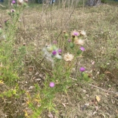 Cirsium vulgare (Spear Thistle) at Long Beach, NSW - 11 Jan 2023 by natureguy