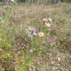 Cirsium vulgare at Long Beach, NSW - 11 Jan 2023