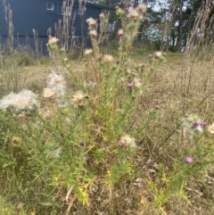 Cirsium vulgare at Long Beach, NSW - 11 Jan 2023