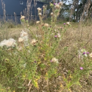 Cirsium vulgare at Long Beach, NSW - 11 Jan 2023