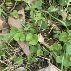 Dichondra repens (Kidney Weed) at Long Beach, NSW - 11 Jan 2023 by natureguy