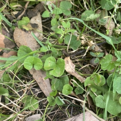 Dichondra repens (Kidney Weed) at Long Beach, NSW - 11 Jan 2023 by natureguy