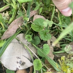 Dichondra repens at Long Beach, NSW - 11 Jan 2023 04:46 PM