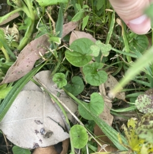 Dichondra repens at Long Beach, NSW - 11 Jan 2023 04:46 PM