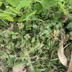 Polycarpon tetraphyllum at Long Beach, NSW - 11 Jan 2023 04:45 PM