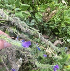 Echium plantagineum (Paterson's Curse) at Long Beach, NSW - 11 Jan 2023 by natureguy