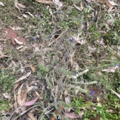 Echium plantagineum at Long Beach, NSW - 11 Jan 2023