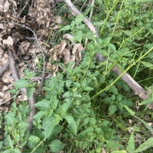 Solanum nodiflorum at Long Beach, NSW - 11 Jan 2023 04:43 PM