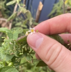 Solanum nodiflorum at Long Beach, NSW - 11 Jan 2023 04:43 PM