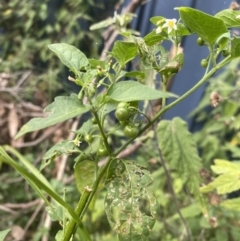 Solanum nodiflorum at Long Beach, NSW - 11 Jan 2023