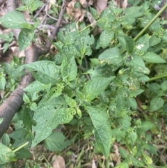 Solanum nodiflorum at Long Beach, NSW - 11 Jan 2023