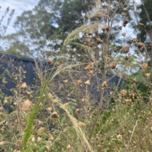 Austrostipa sp. at Long Beach, NSW - 11 Jan 2023