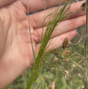 Austrostipa sp. at Long Beach, NSW - 11 Jan 2023